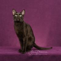 Amarone