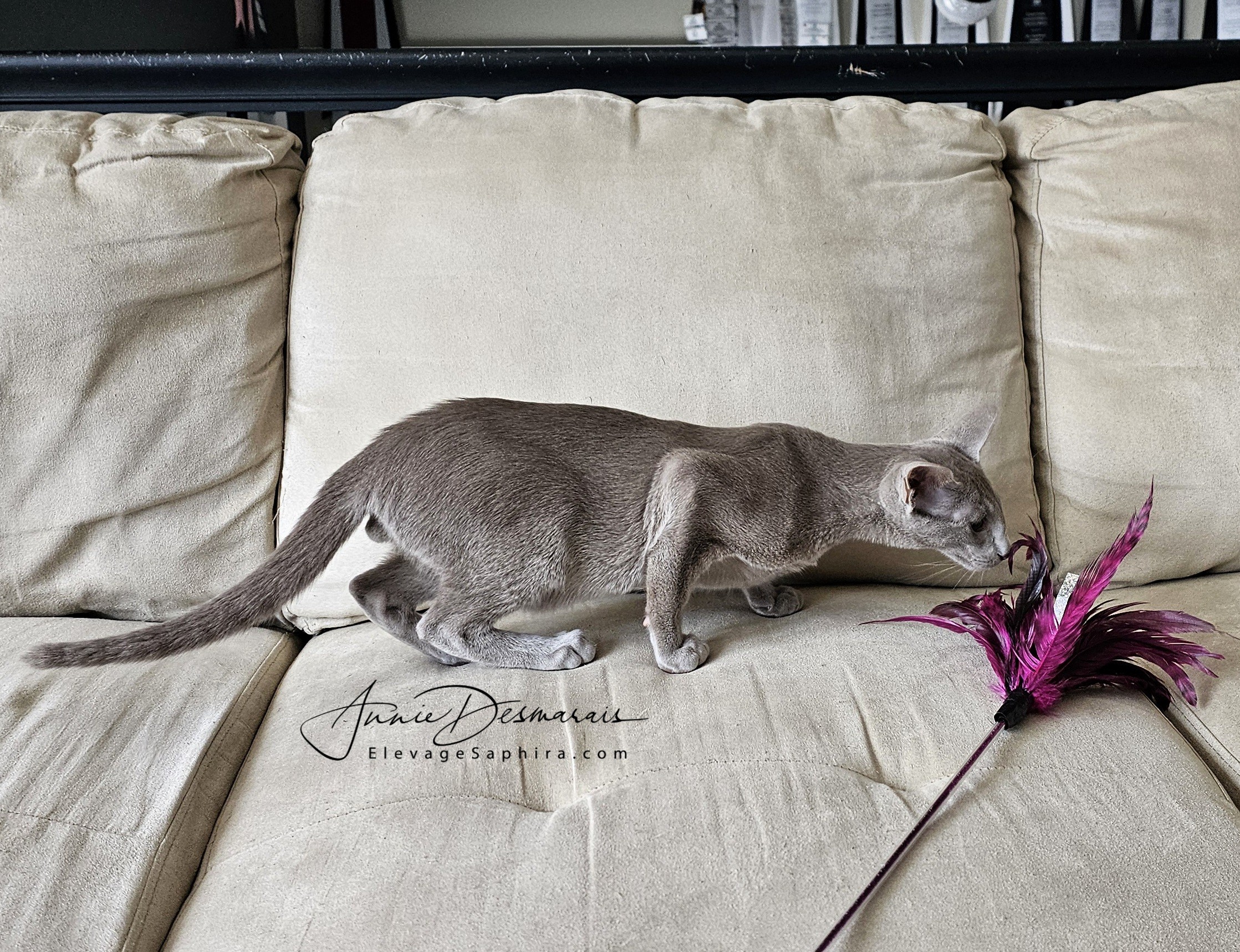 Dom Perignon