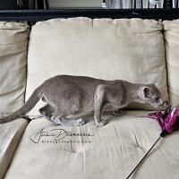 Dom Perignon