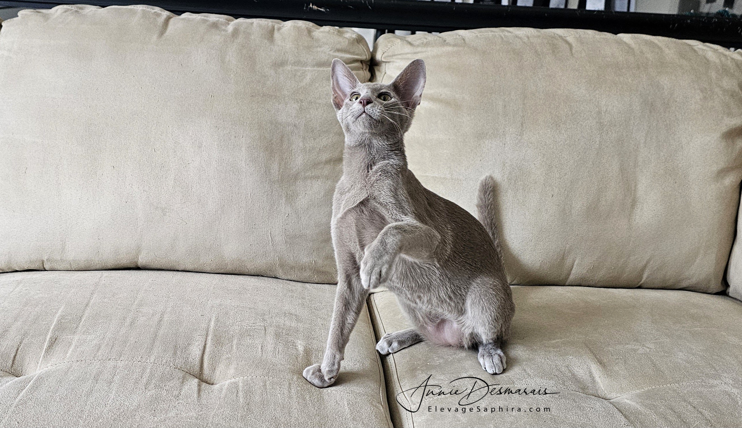 Dom Perignon