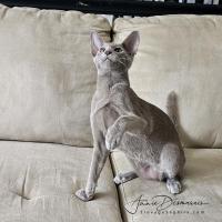 Dom Perignon