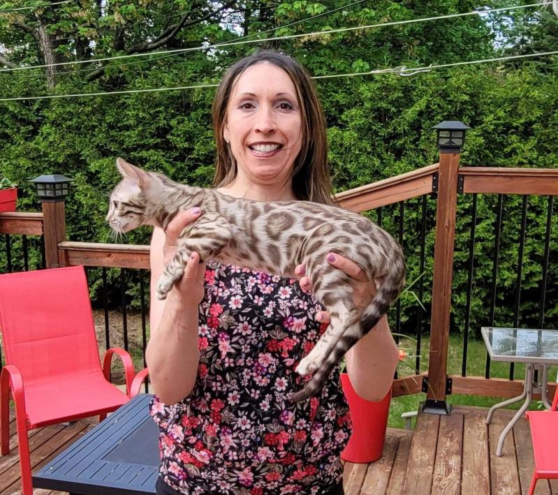 Femelle Sepia Spotted Tabby