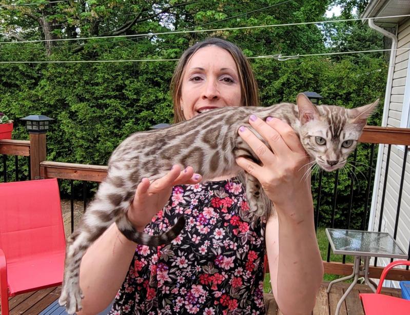 Femelle Sepia Spotted Tabby