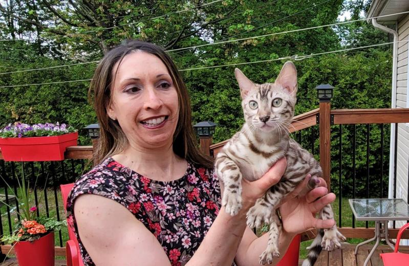 Femelle Sepia Spotted Tabby