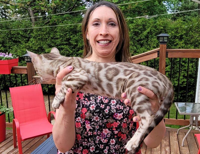 Femelle Sepia Spotted Tabby