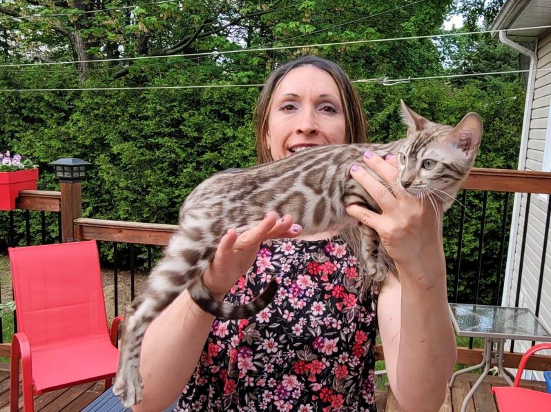 Femelle Sepia Spotted Tabby