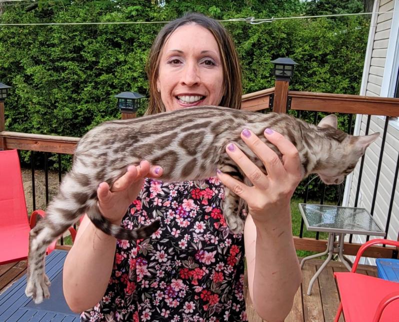 Femelle Sepia Spotted Tabby