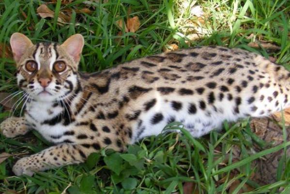 Asian Leopard Cat