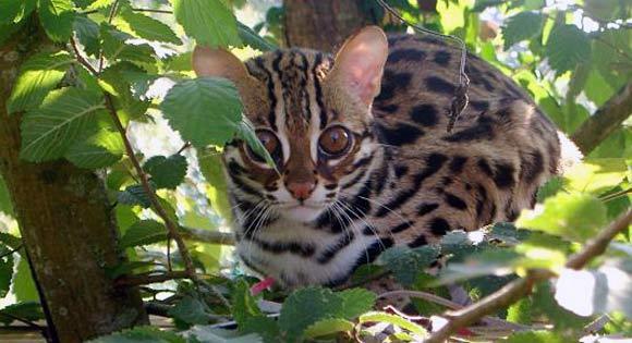 Asian Leopard Cat