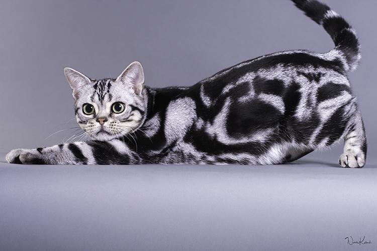 American Shorthair