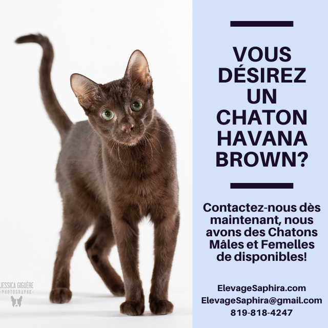 Annonce Chatons Havana Brown Janvier 2022
