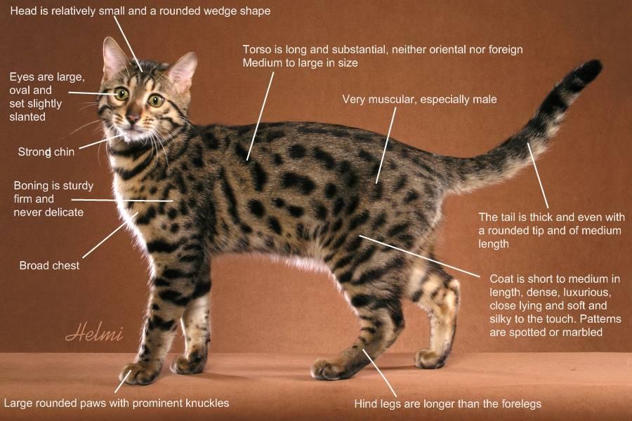 Bengal cats for sale