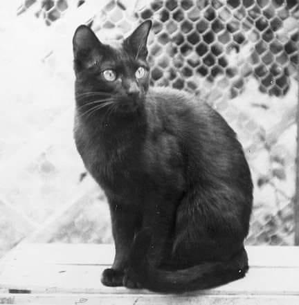 Ch crossways honeysuckle rose