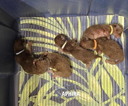 Chatons de Wednesday Mercredi