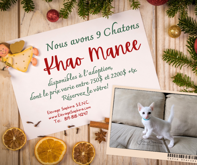 Chatons Khao Manee disponibles 13 NOV 2022