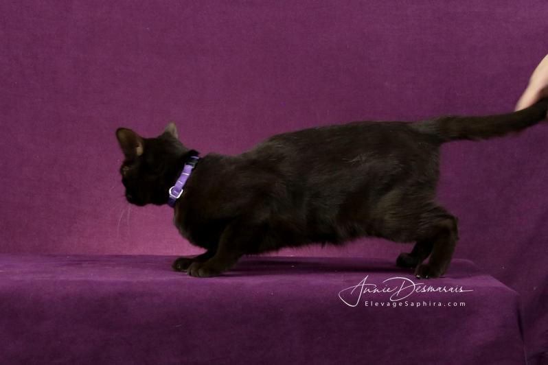 Femelle avec Collier Mauve