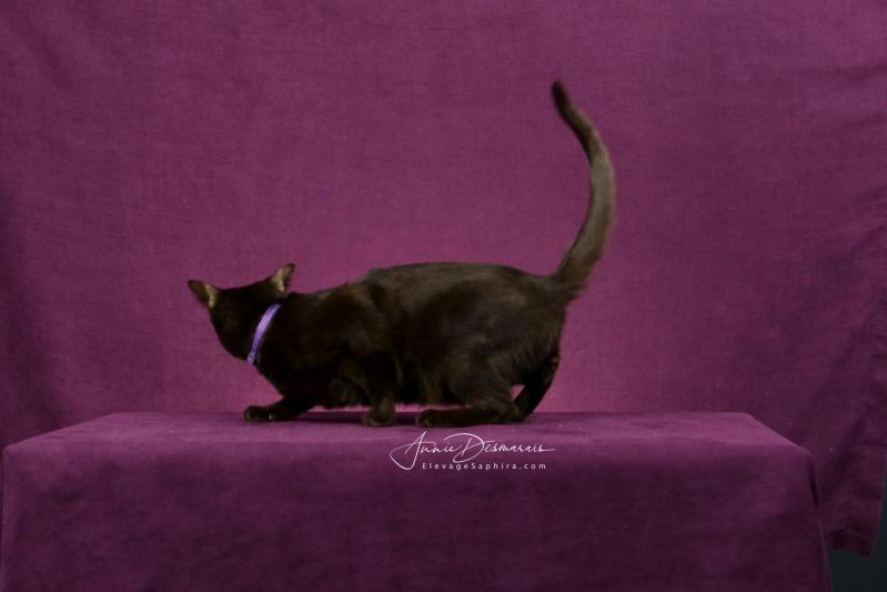 Femelle avec Collier Mauve