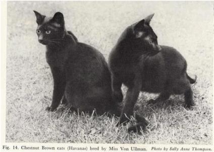First havana brown cats