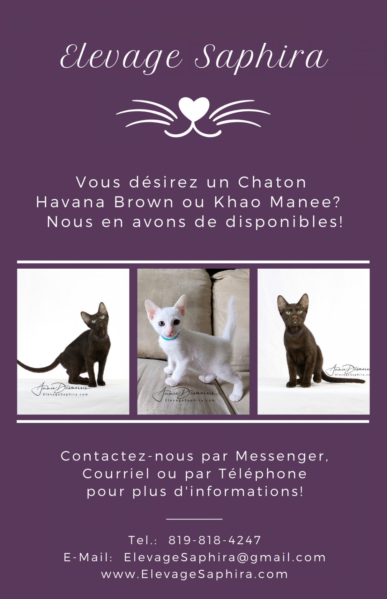Elevage Saphira Havana Brown Khao Manee Bengal