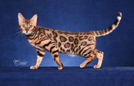 Bengal Elevage Saphira Bengal Havana Brown Khao Manee