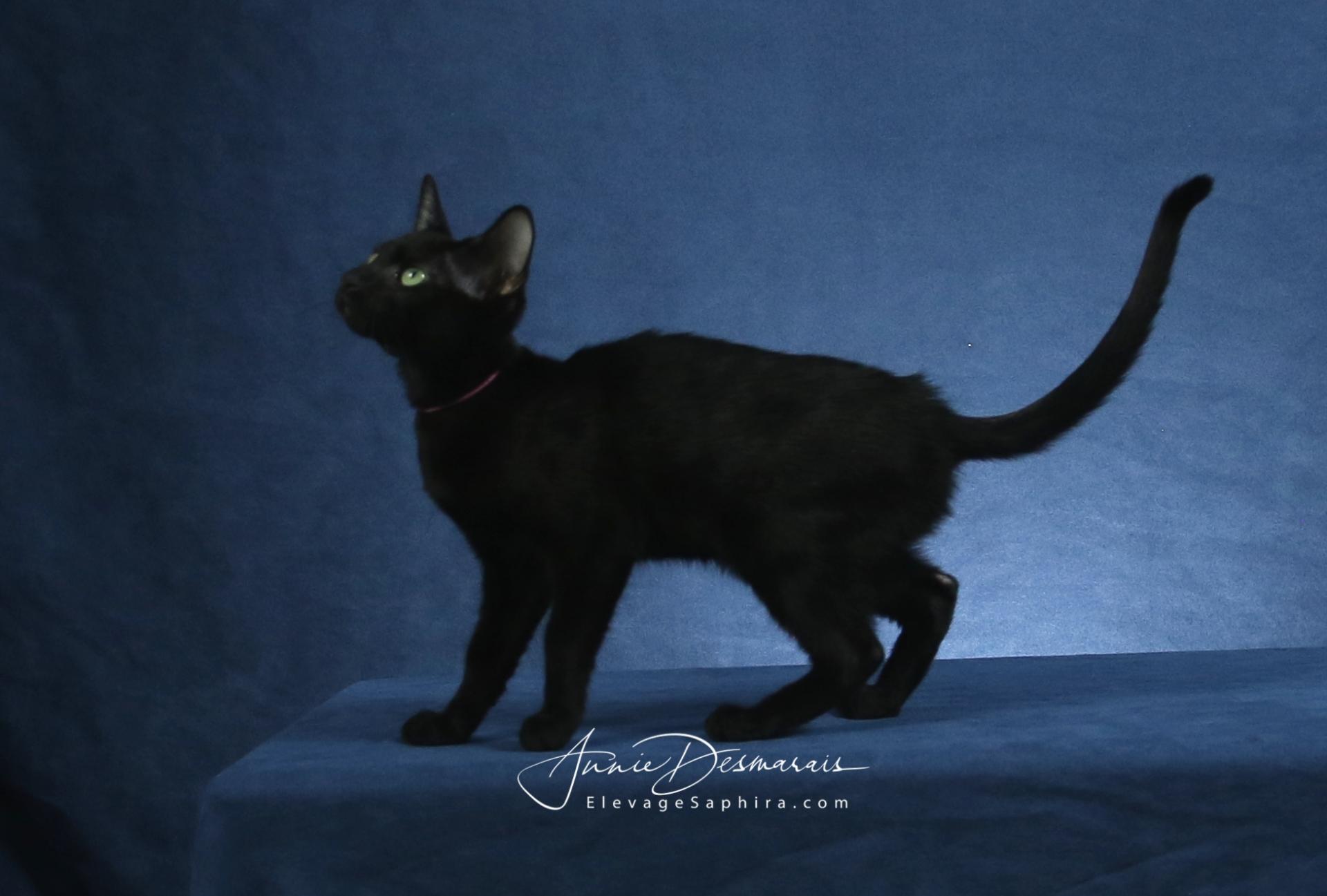 Chatons Havana Brown Chatons Havana Brown