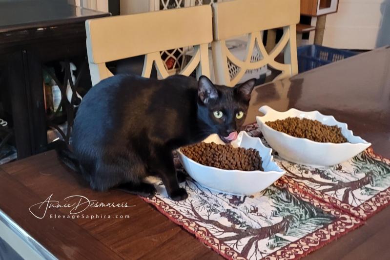 Chaton Croisé Havana et Khao Manee