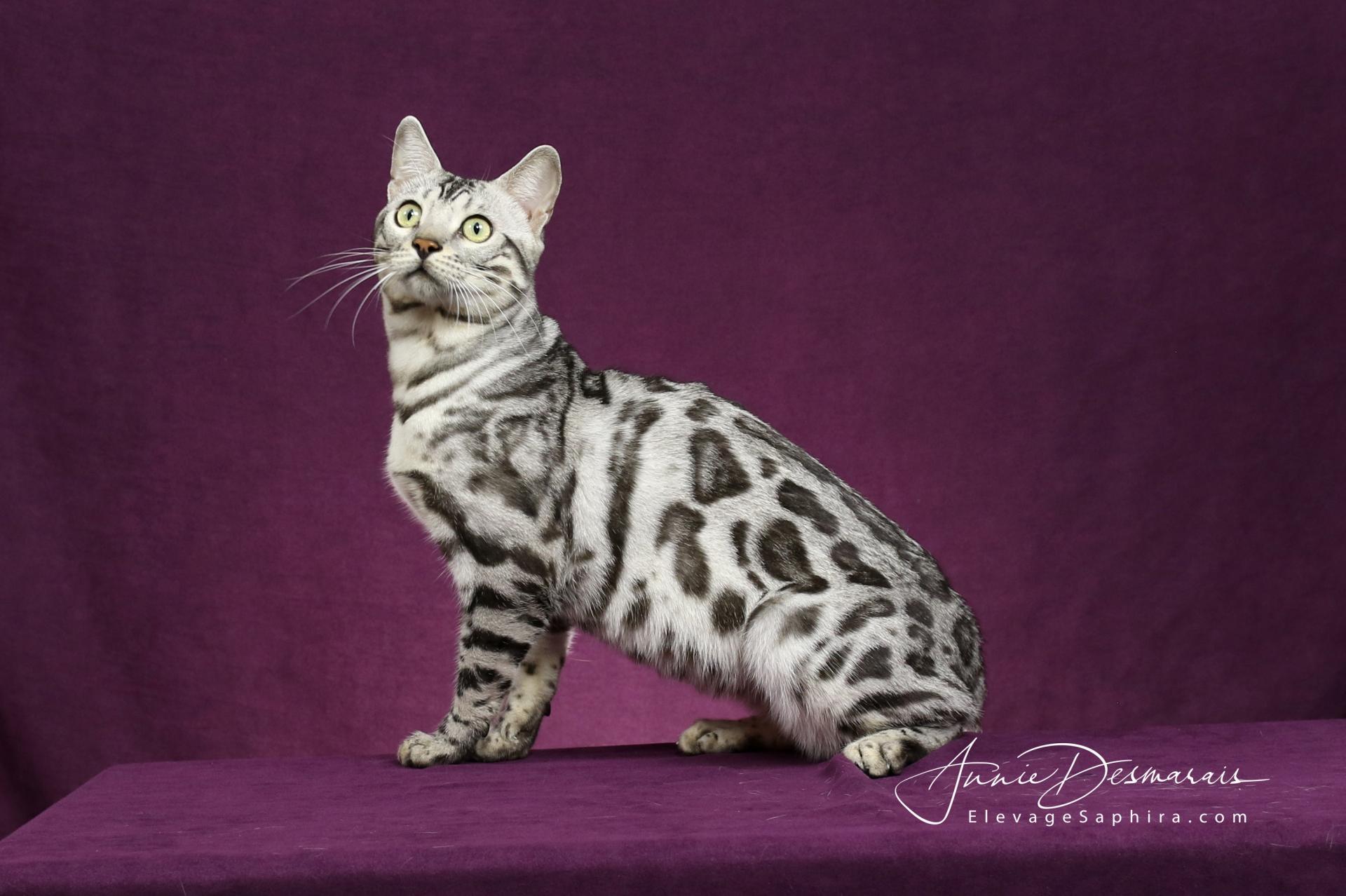 Bengal