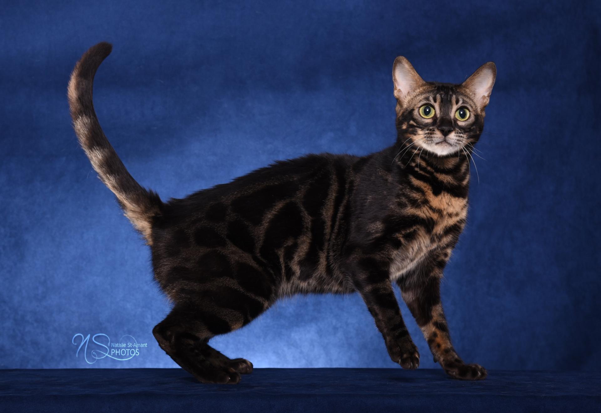 Bengal