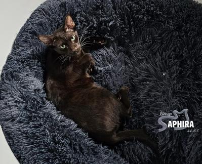 Saphira Wednesday Mercredi