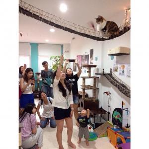 Singapore Cat Museum