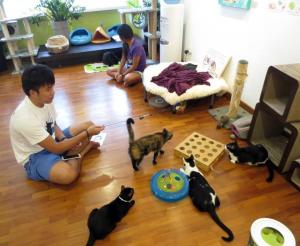 Singapore Cat Museum