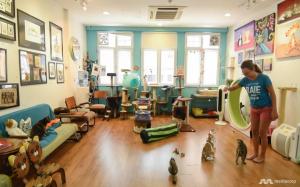 Singapore Cat Museum