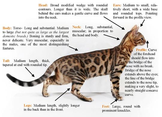 Bengal : origine, taille, caractère, santé et prix